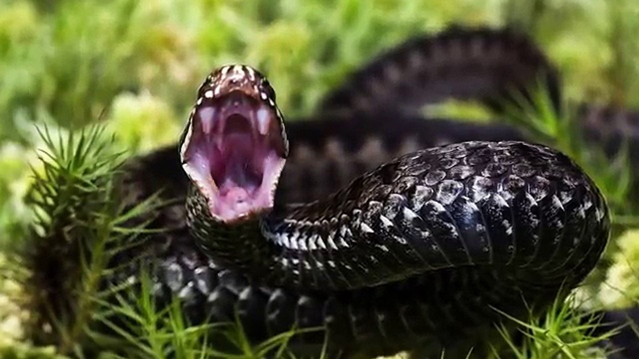 5 BRUTAL Animal Attacks
