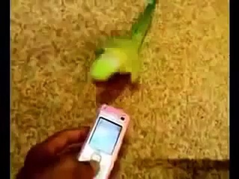 Приколы с животными Попугай танцует