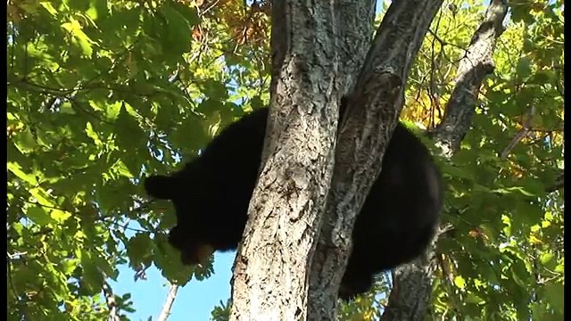 Амурский тигр в третьем тысячелетии