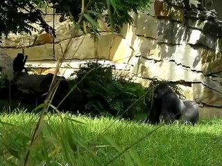 Amazing Bully Gorilla attack video-[Funny Animals Videos]