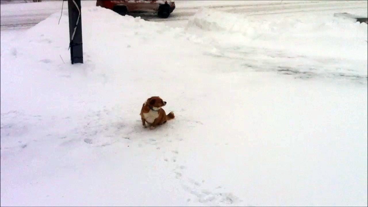 Dog roll in the snow and takes a shit