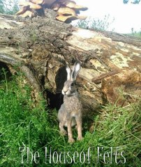 Needle felted hare by Malachai Beesley