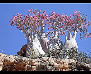 Socotra island - the strange island
