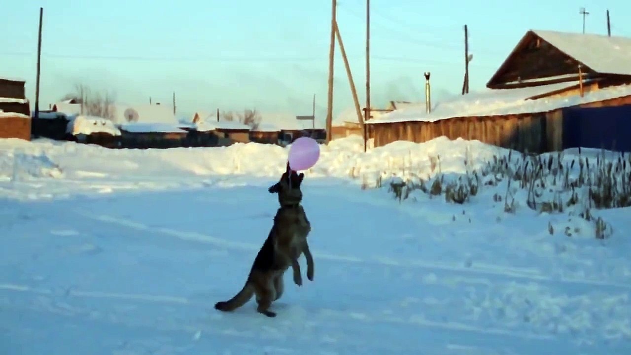 Как Надолго Занять Собаку