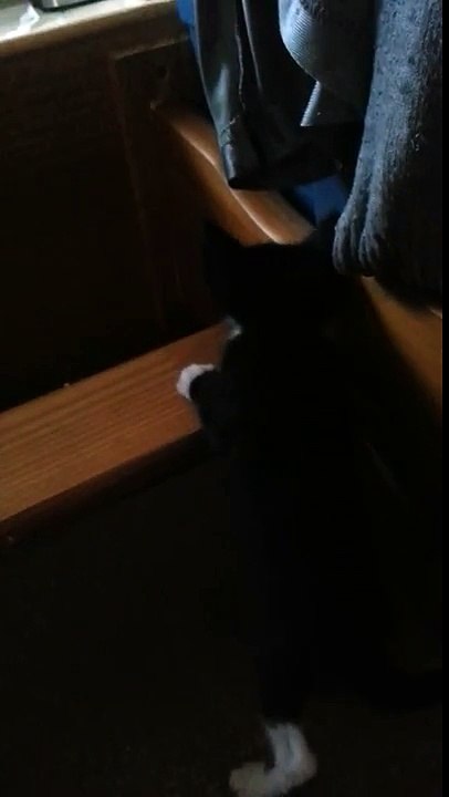 Ninja cat training course