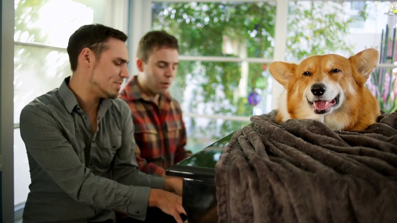 Weird Things Couples Do With Their Dogs