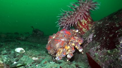Sealions looking for belly rubbs underwater with Divers in canada