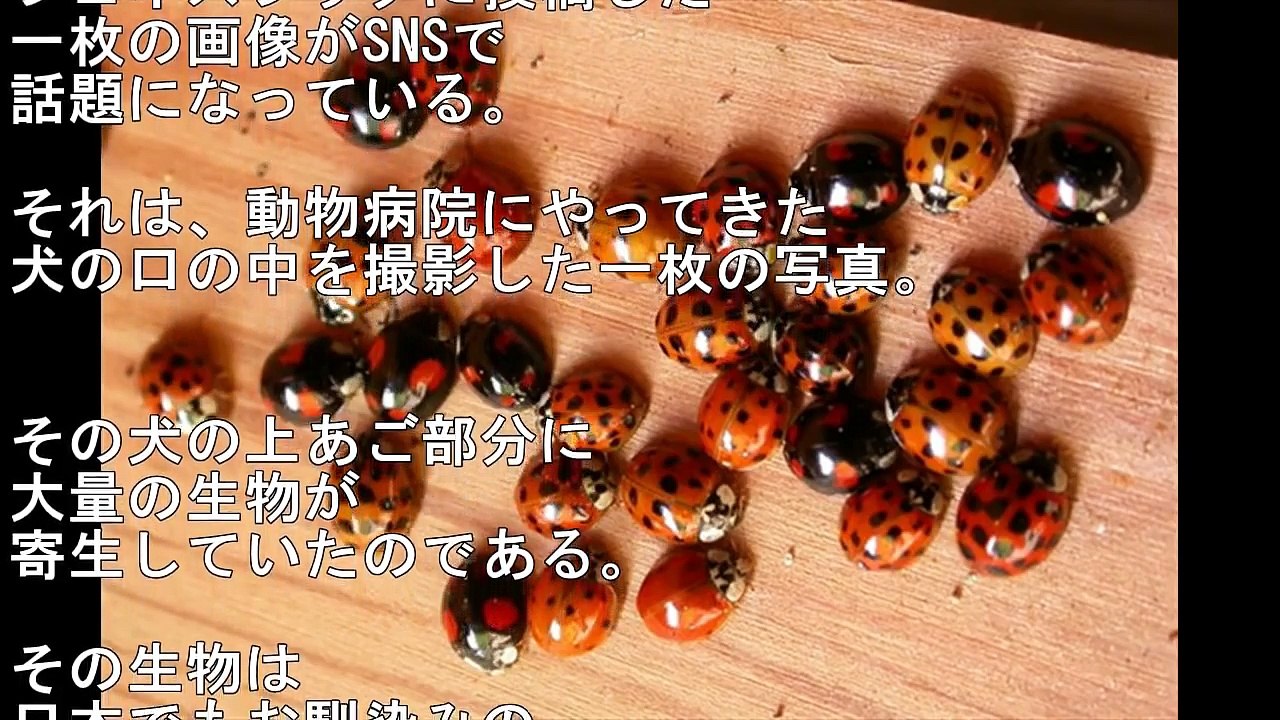 【閲覧注意】犬の口に寄生したテントウムシがグロすぎる・・