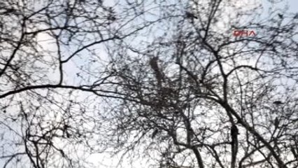 Çanakkale Kaçan Papağanını İtfaiye Ekipleri Yakaladı