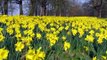 William Wordsworths Daffodils