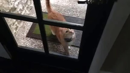 Вся суть котов в одном видео