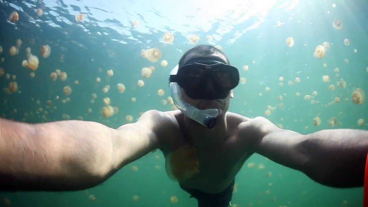 Plongée dans un lac plein de méduses? JELLYFISH LAKE / Malk à Palau