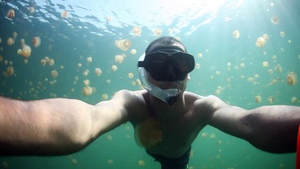 Plongée dans un lac plein de méduses? JELLYFISH LAKE / Malk à Palau