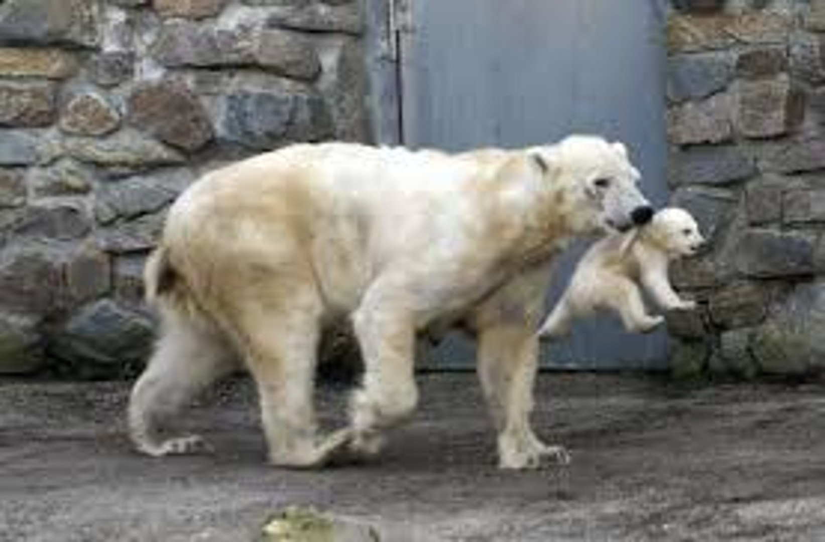 Animals Are Awesome ( Crazy Insane Animals )