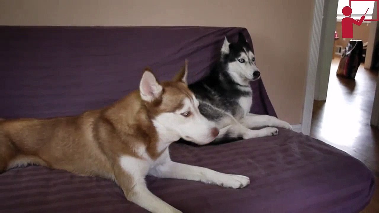 i want potatoes Funny Video