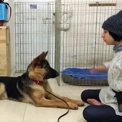Doggy see, doggy do...