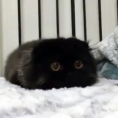 The big-eyed kitty attacks!