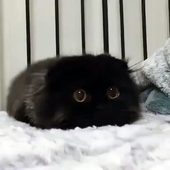 The big-eyed kitty attacks!