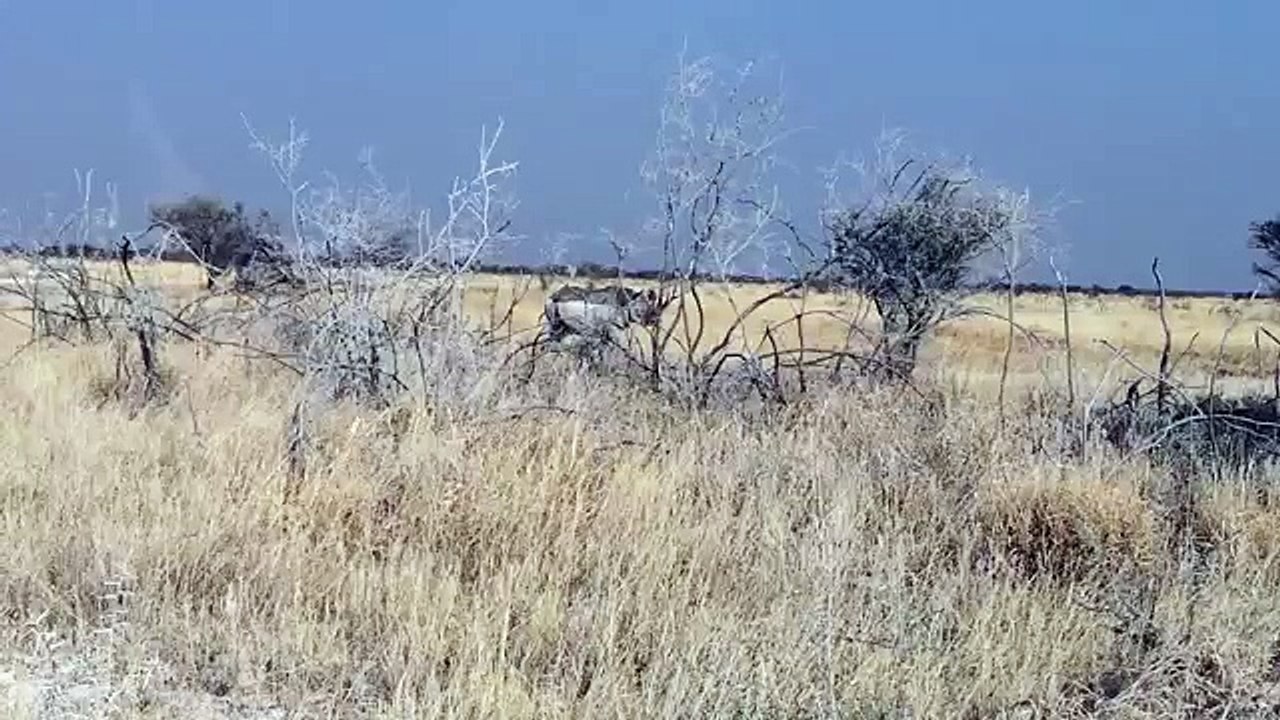 These Guys Were Out Exploring The Safari When A 2-Ton Rhino Charged At Their Car