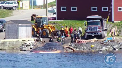 They Pulled This Out Of The Depths Of The Ocean, And What It Is Will Take Your Breath Away.