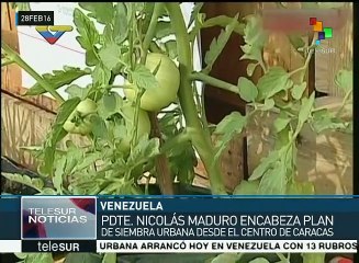 Venezuela: inicia programa 100 días para la siembra urbana