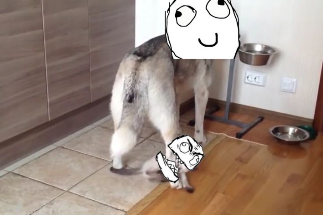Zen Husky Doesn't Let Kitten's Relentless Attacks Interrupt His Meal