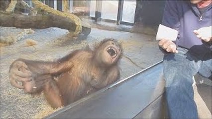 【面白動画】オランウータンに手品を見せたら驚愕リアクション（爆笑） Orangutang fanny video