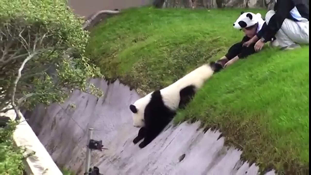 Japanese Zookeepers Struggle to Keep Capricious Panda Cub From Rolling Down  Hill - video Dailymotion