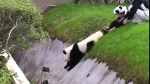 Japanese Zookeepers Struggle to Keep Capricious Panda Cub From Rolling Down Hill