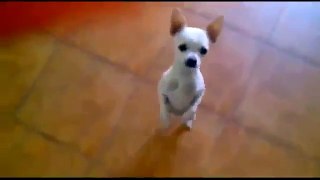 BEST Funny Dogs Compilation! - Cute Puppies 2016