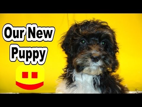 Cute Puppy Cockapoo Video of our new Puppy Dog playing with his toys