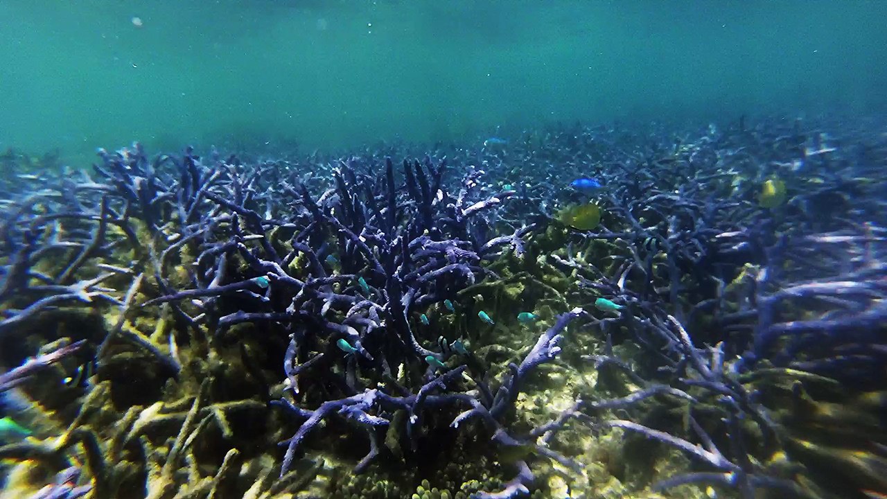 Snorkelling Ningaloo Reef, Exmouth