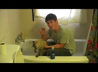 How To Wash A Cat