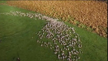 Changing perspective would better overview