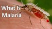 What Is Malaria? Causes and Symptoms || Health Care