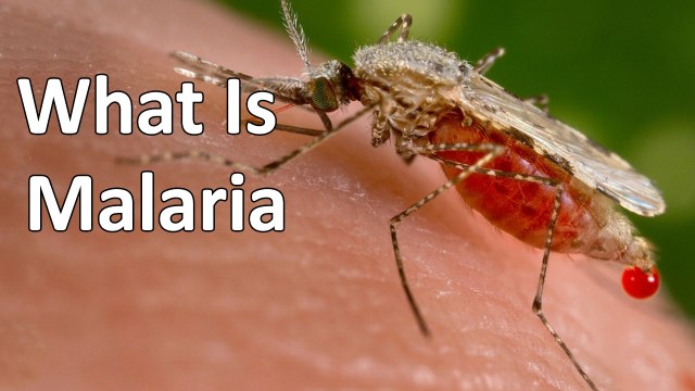 What Is Malaria? Causes and Symptoms || Health Care