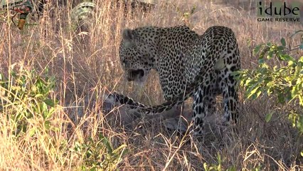 Leopards Compete At Waterbuck Kill (Scotia Female, Nyeleti Male, Hlabnkunzi Female)