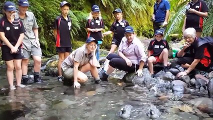 Taranaki whio back from the brink׃ RNZ Checkpoint