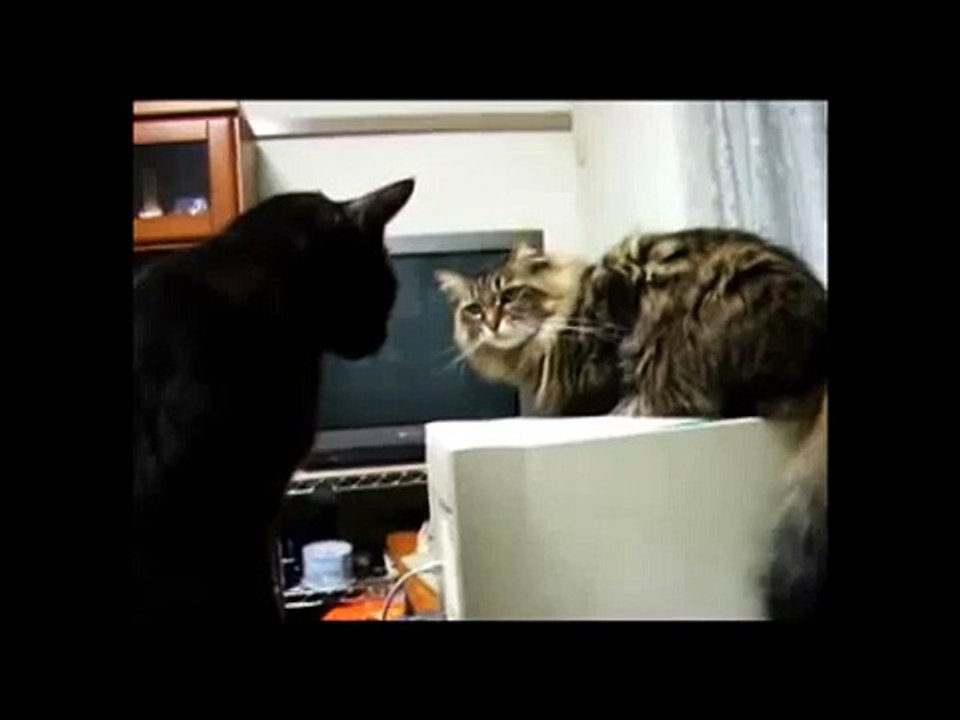 Cat vs Cat & Printer - The Translation