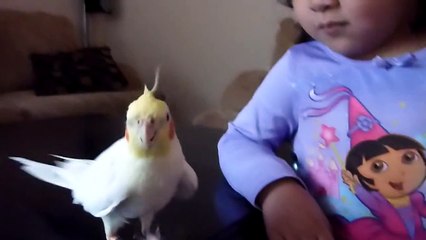 Cockatiel Sings Indiana Jones Theme Song