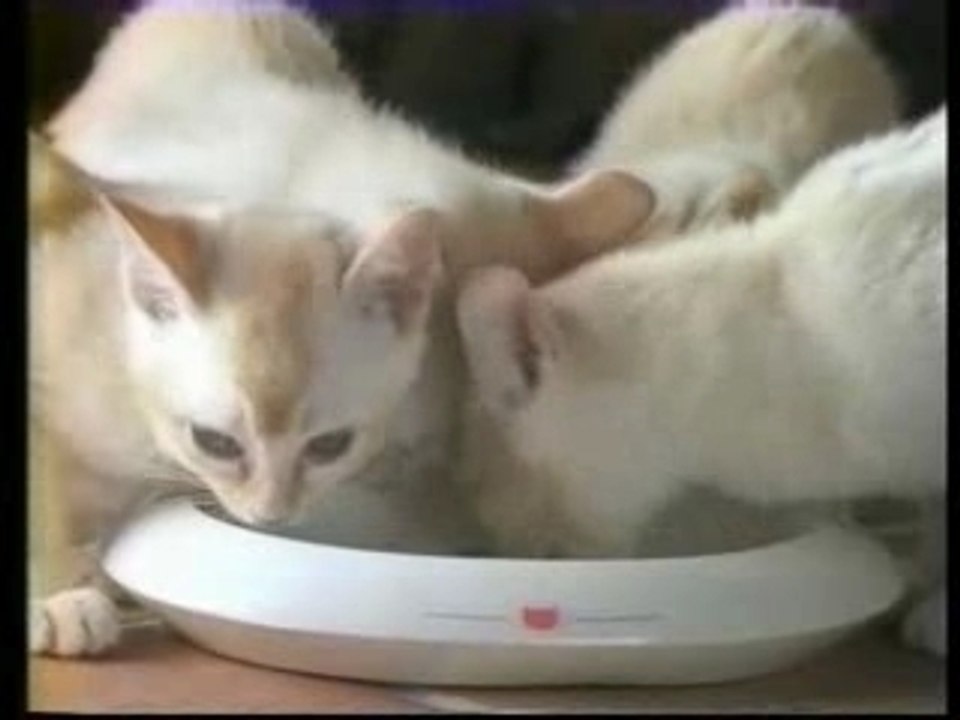 chat