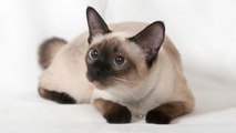 America's Top 10 Pedigreed Cat Breeds