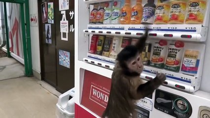 Парень дал обезьянке монетку. То, что произойдет дальше сложно объяснить словами