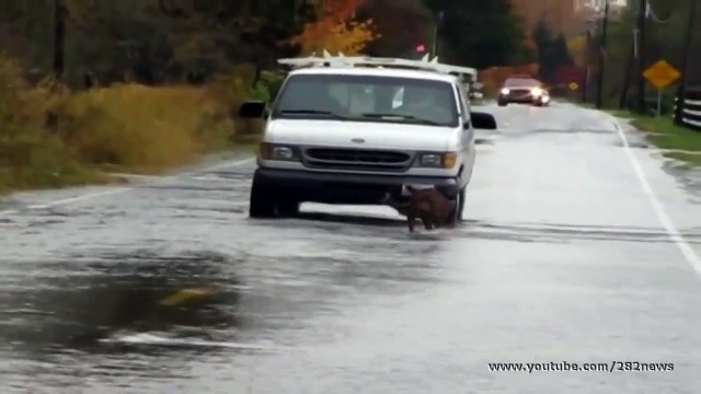 Лосось переплывает дорогу - собака на рыбалке