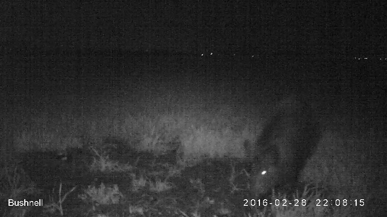 Sanglier_28_fev_2015