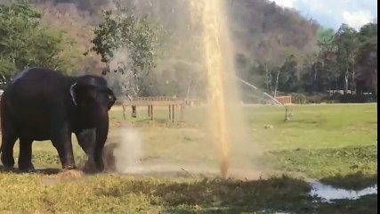 Elephant Breaks A Sprinkler To Create Her Own Water Park