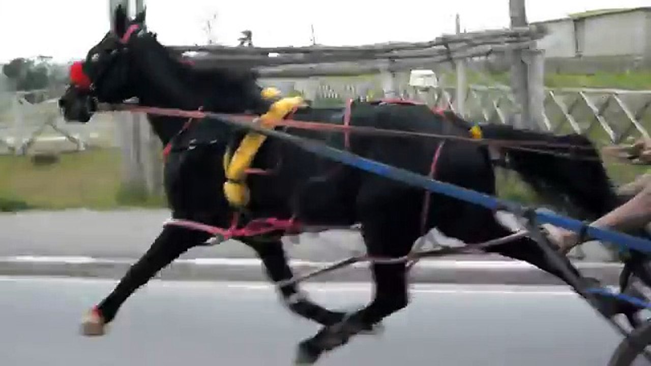 american trotter