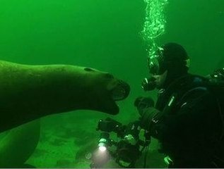 Canada: des otaries s'éclatent avec des plongeurs