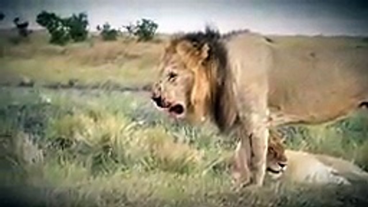 Lion vs Lion, Lion vs Tiger, Fight King Animals Attack to Death!
