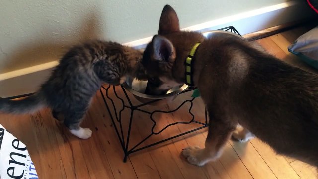 Depuis que cette chienne a trouvé ce chat dans son refuge, les deux animaux sont inséparables.